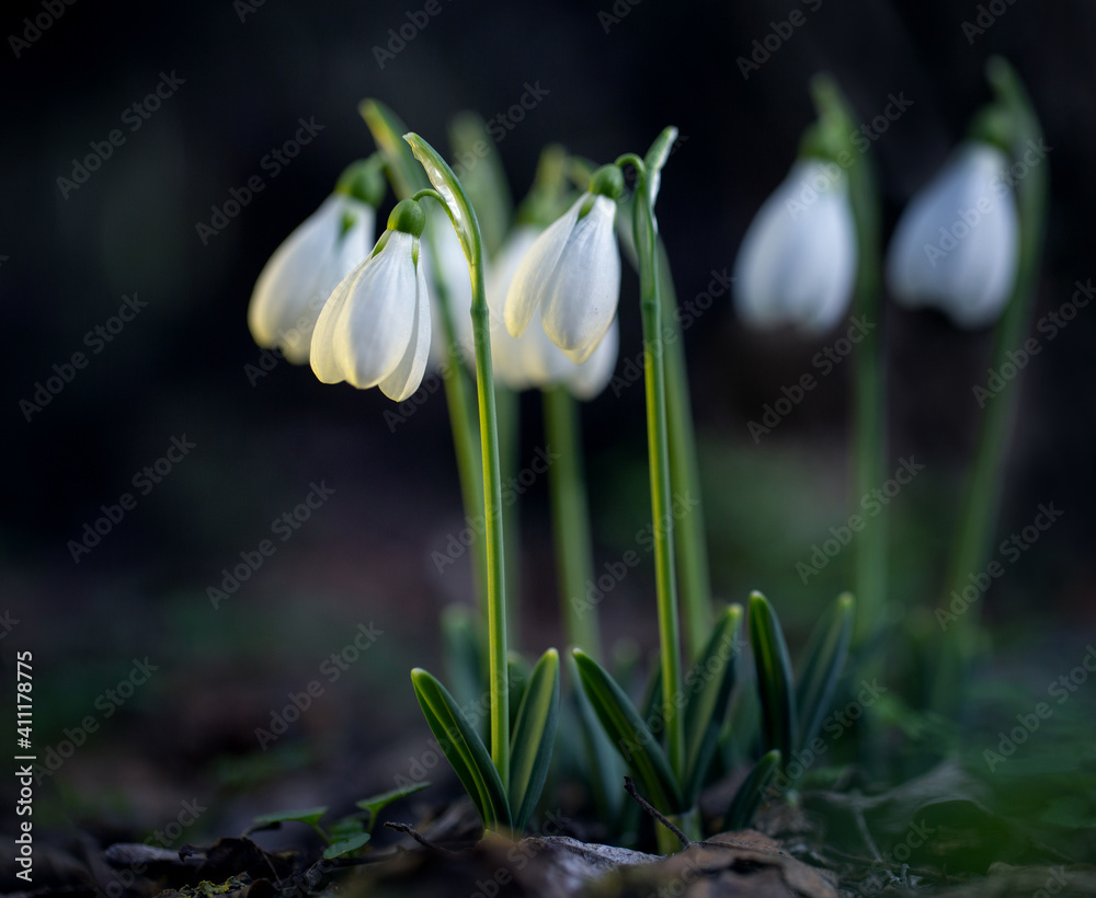 Snowdrops have already begun to appear in the forest Snowdrops have already begun to appear in the forest
