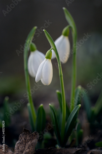 Snowdrops have already begun to appear in the forest