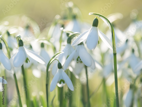 A group of newly sprung snowdrops with backlight and taken at low level angle