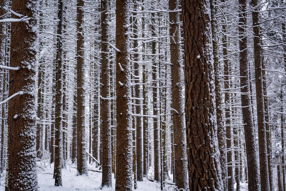 winter forest in the winter winter forest in the winter