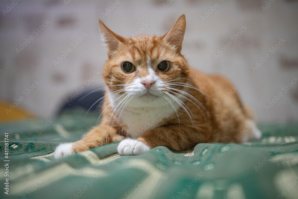 A domestic red cat is resting on the couch in the evening. A domestic red cat is resting on the couch in the evening.