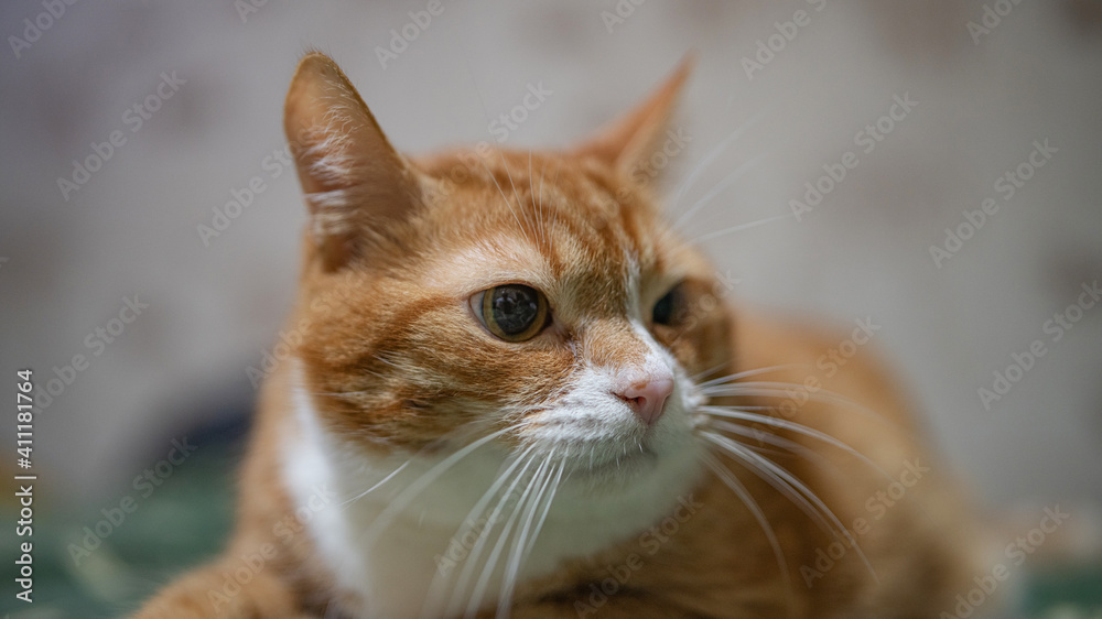 A domestic red cat is resting on the couch in the evening.