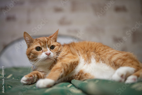 A domestic red cat is resting on the couch in the evening. © shymar27