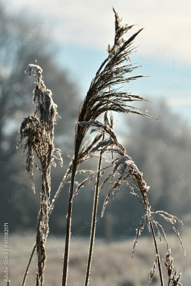 Obraz premium Frozen morning landscapewith hoarfrost snow ice landscape