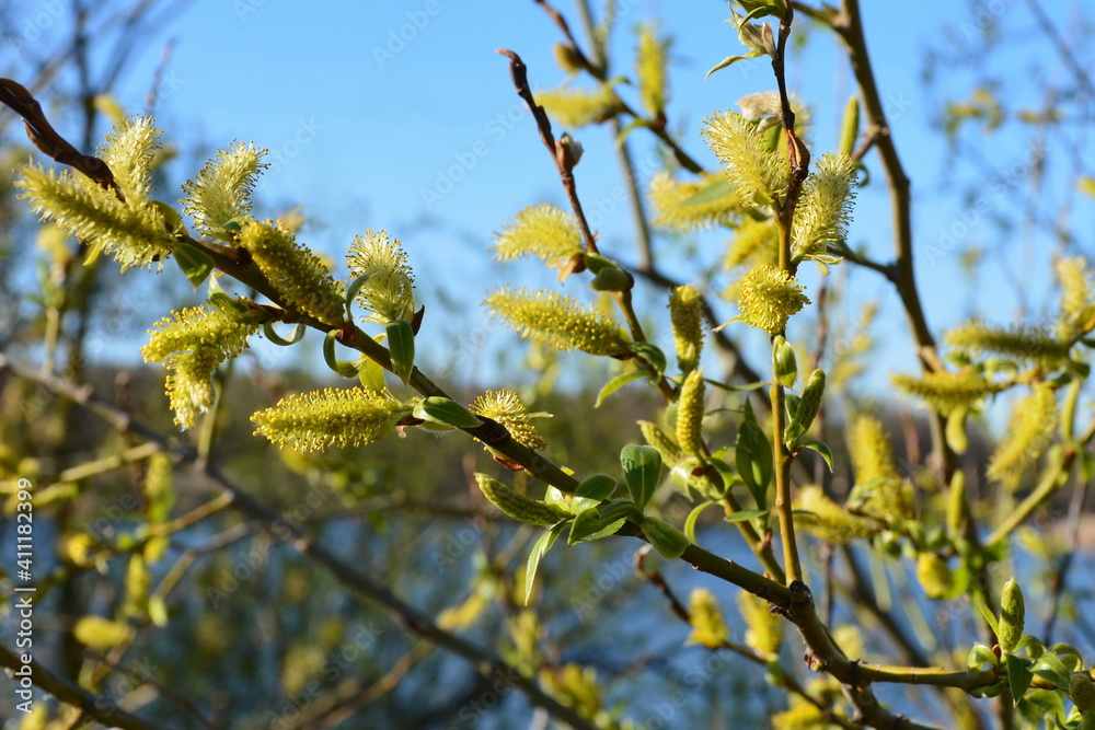 This willow blossomed along with the blossoming of leaves.