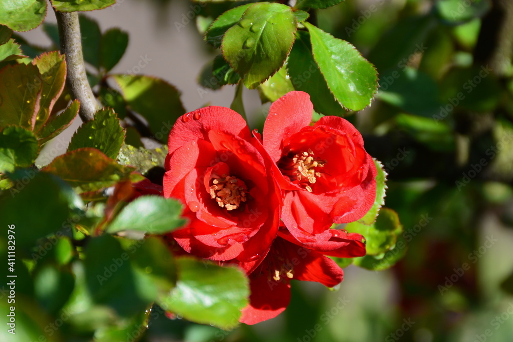 This is a twig of a flowering shrub of Chaenomeles.