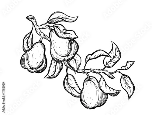Three pears with leaves on tree branch. Black ink sketch, hand drawn illustration. Botanic print, poster, element for farm product, packaging design. Graphic isolated vector, white background