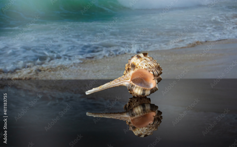 Murex haustellum seashell white peach aperture, light pink and brown body and long skinny tail with reflection on dark glass on the background of a picture with a sea wave. Murex haustellum seashell white peach aperture, light pink and brown body and long skinny tail with reflection on dark glass on the background of a picture with a sea wave.