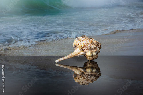 Murex haustellum seashell white peach aperture, light pink and brown body and long skinny tail with reflection on dark glass on the background of a picture with a sea wave.