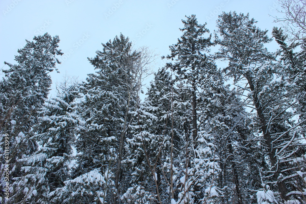 russian winter forest in the snow russian winter forest in the snow
