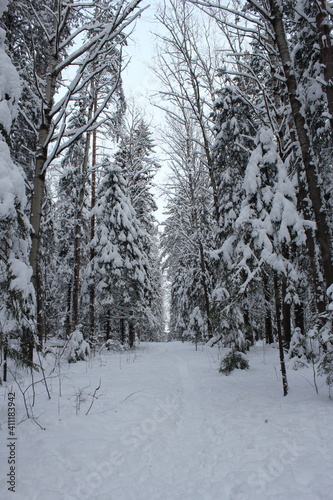 russian winter forest in the snow