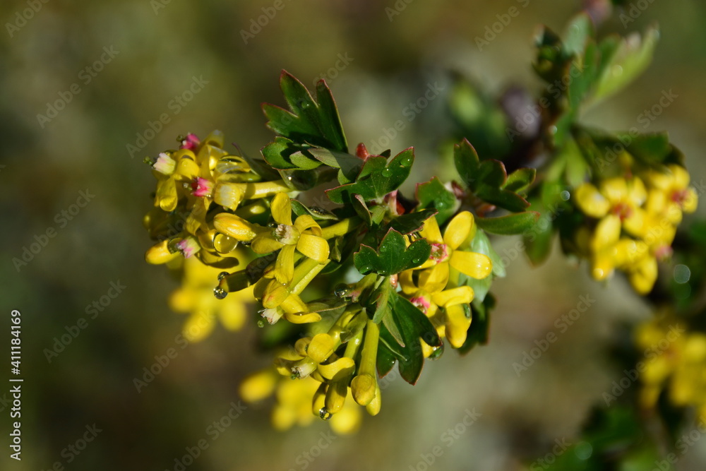 This is a sprig of flowering Ribes aureum in raindrops. This is a sprig of flowering Ribes aureum in raindrops.
