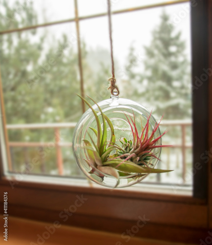 Airplant Tillandsia w szkle