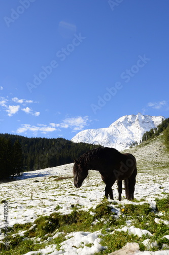 Almpferde. Pferde auf der Weide mit schneebedeckten Bergen