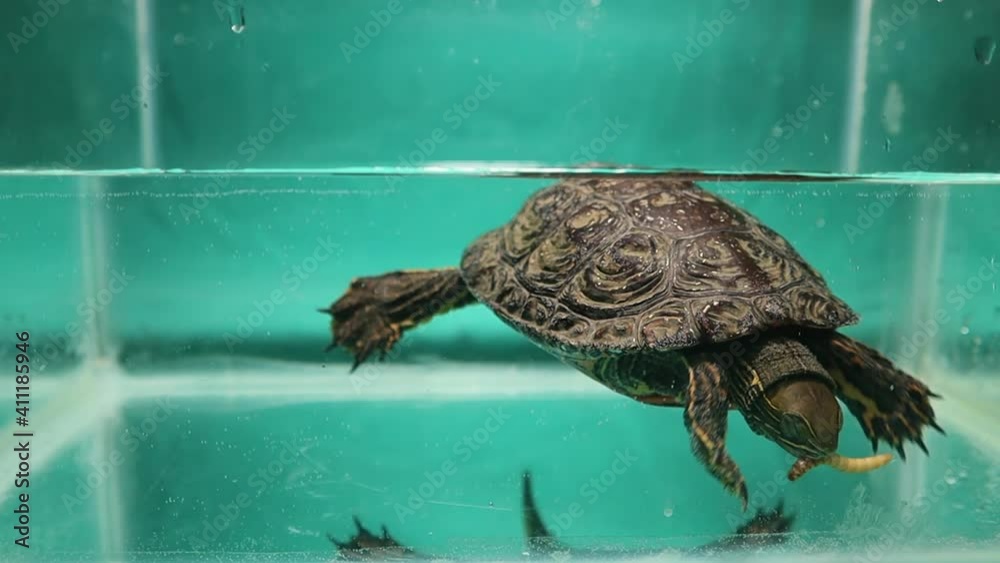 Caspian Turtle eating mealworms underwater. It's also called striped