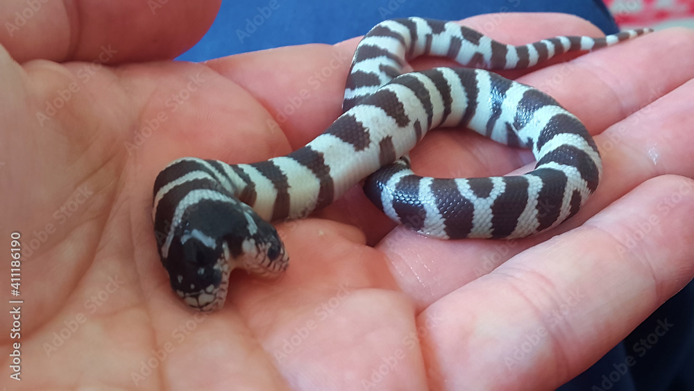 Naklejka premium California king snake born with two heads. Lampropeltis getula californiae