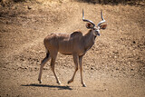Male greater kudu walking down rocky slope