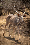 Male greater kudu walking down past tree