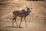 Male greater kudu walking down stony slope