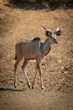 Male greater kudu walks across bare earth