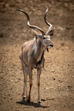Male greater kudu walks across rocky ground