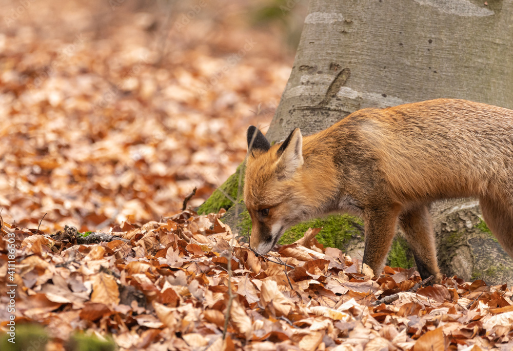 Fototapeta premium Fox, vulpes vulpes, in the forest. 