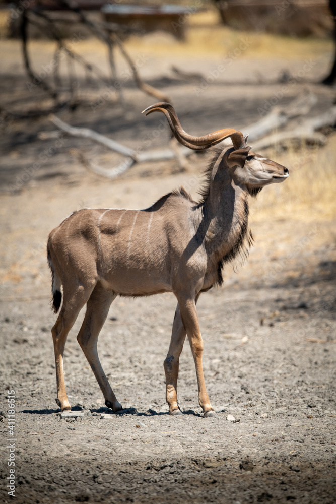 Male greater kudu walks past muddy waterhole Male greater kudu walks past muddy waterhole
