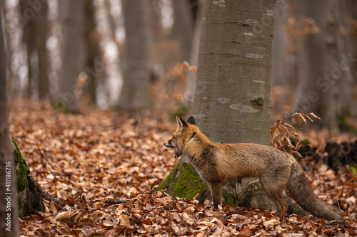 Fox, vulpes vulpes, in the forest. 