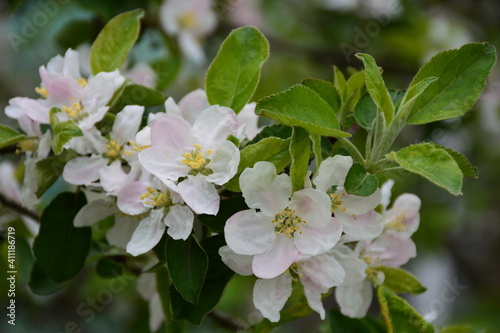 This is a branch of an apple tree with blossoming flowers.