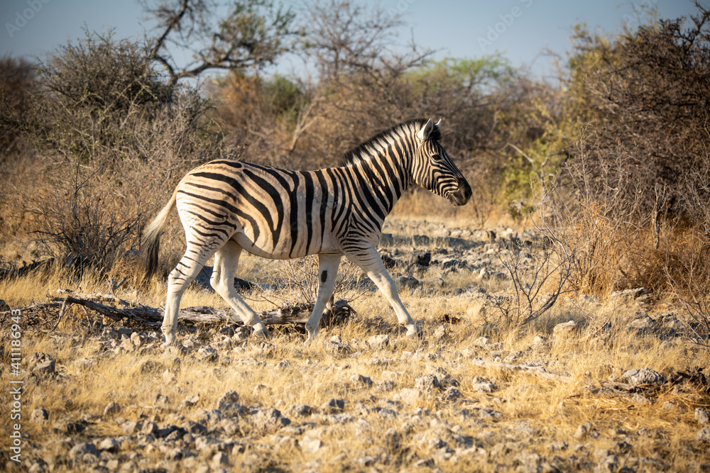 Obraz premium Plains zebra walks over rocks near bushes