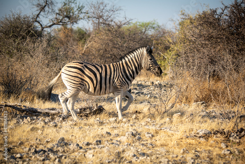 Plains zebra trots over rocks near bushes