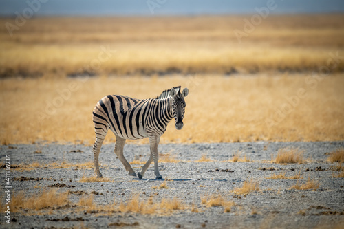 Plains zebra walks across rocky salt pan