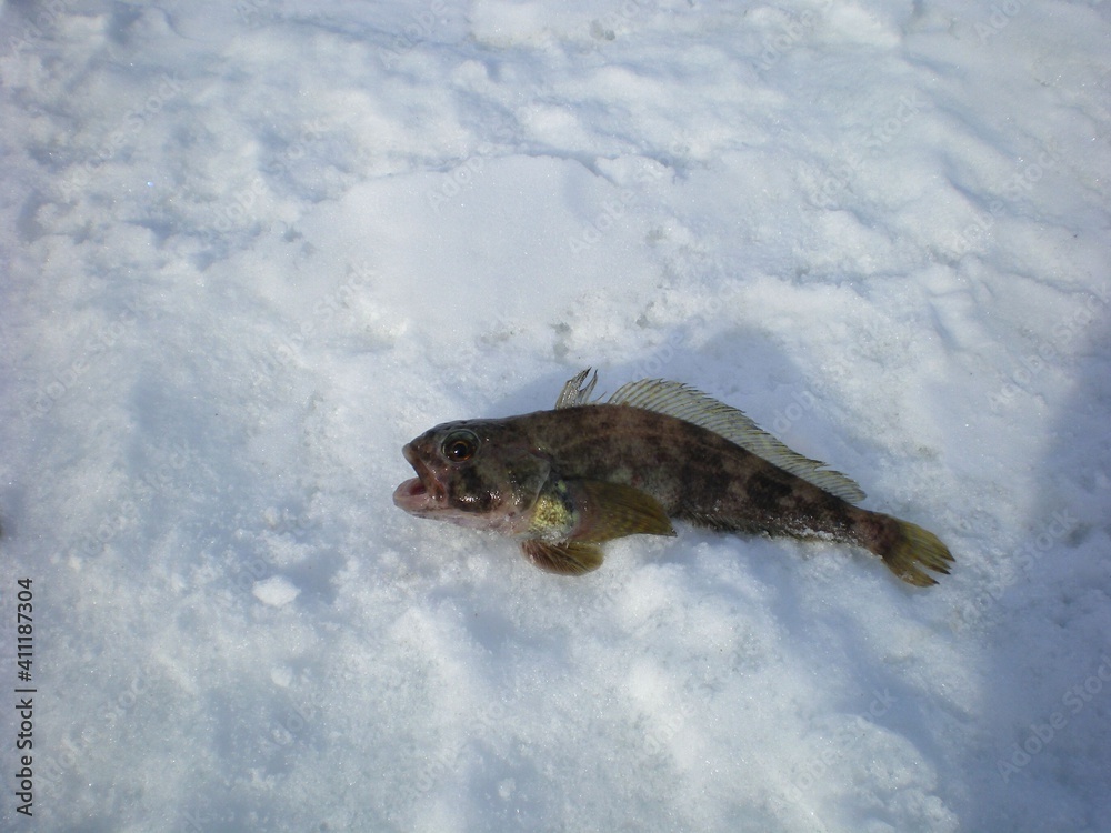 Obraz premium Fish caught in Antarctica ice snow on winter day
