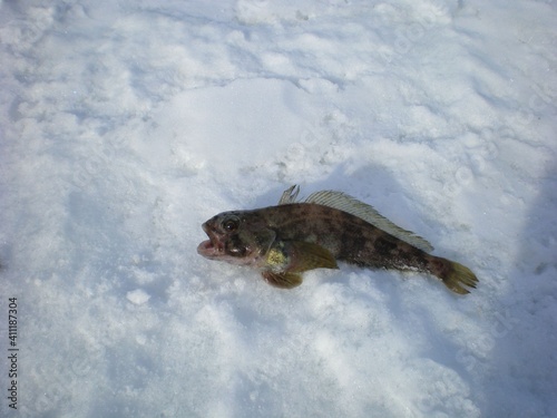 Fish caught in Antarctica ice snow on winter day