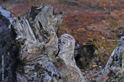 Close up of a knarled, twisted root system of a burnt jarrah tree, remnants of bush fire.