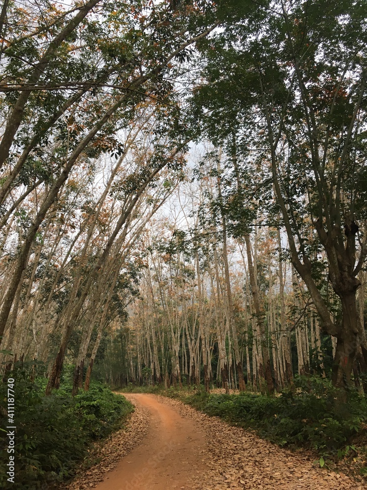 Fototapeta premium forest