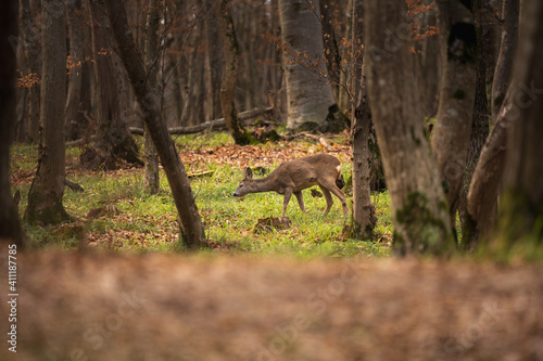 Capreolus capreolus. Deer in the forest © andrei