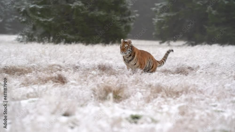 Siberian tiger running for a prey in slow motion. Fast attack speed slowed down by 100fps.