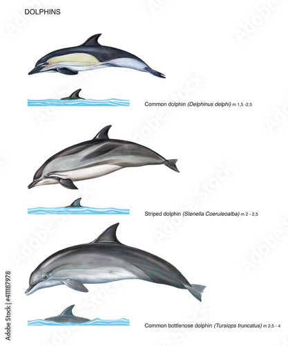 scientific illustration of 3 species of dolphins on white background  common dolphin  Delphinus delphi   striped dolphin  Stenella coeuruleoalba  and common bottlenose dolphin  Tursiops truncatus 
