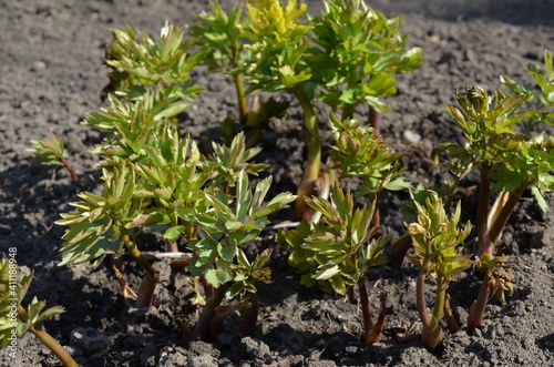 Młode rośliny lubczyka w glebie na wiosnę, Levisticum officinale