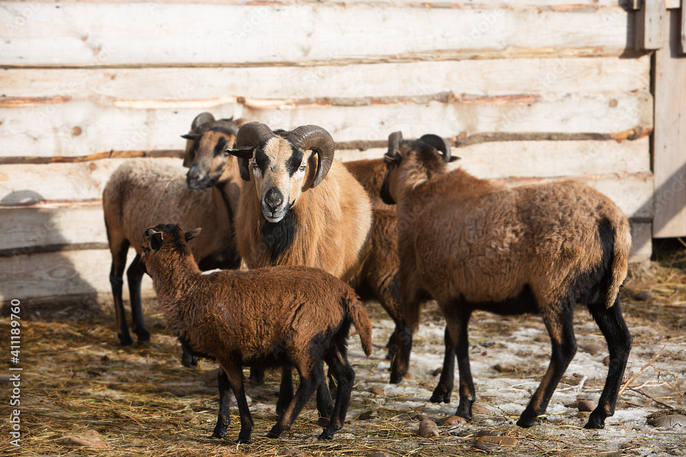 Obraz premium Beautiful ram with horns and a sheep are walking in the flock on the ranch.