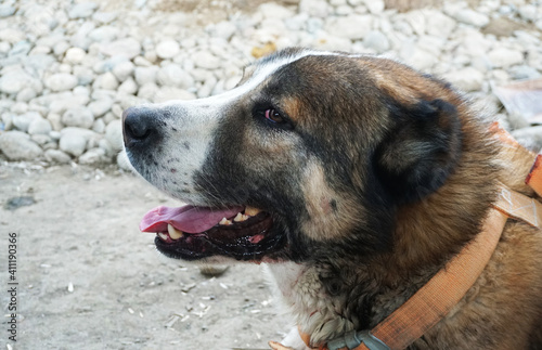 Central Asian big dogs