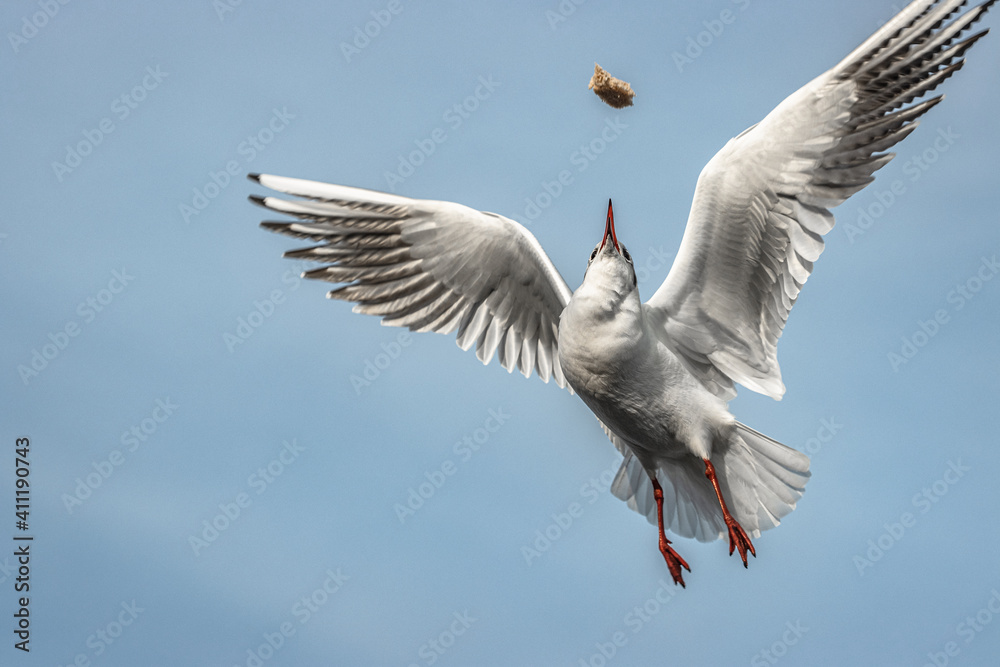Obraz premium seagull in flight