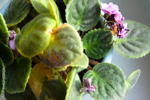 Dried violet flowers and leaves. Indoor