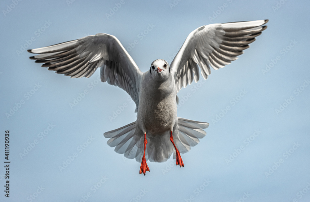Obraz premium seagull in flight