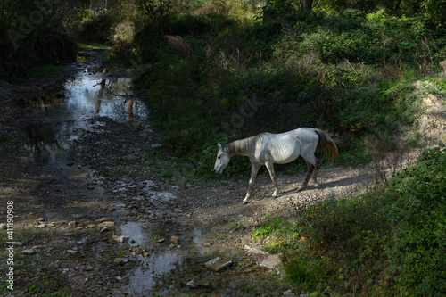 Horse goes to a watering hole in the park