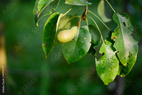 Pear closeup in the garden