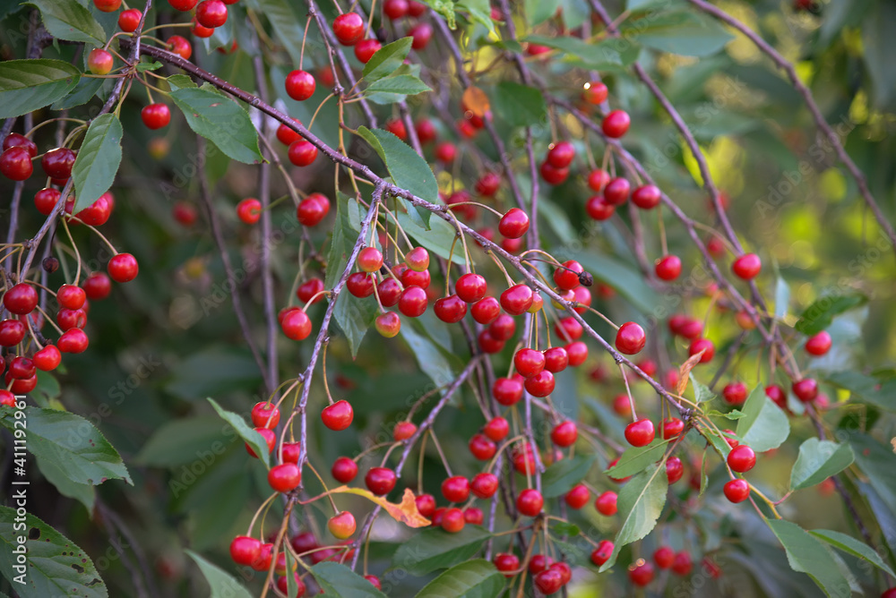 Obraz premium Ripe cherry on a tree