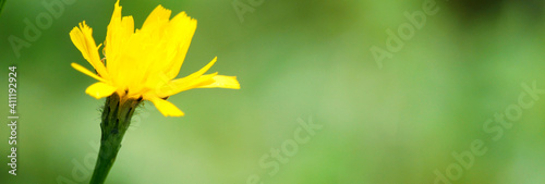 Yellow flower in the garden. Minimalism concept. Banner