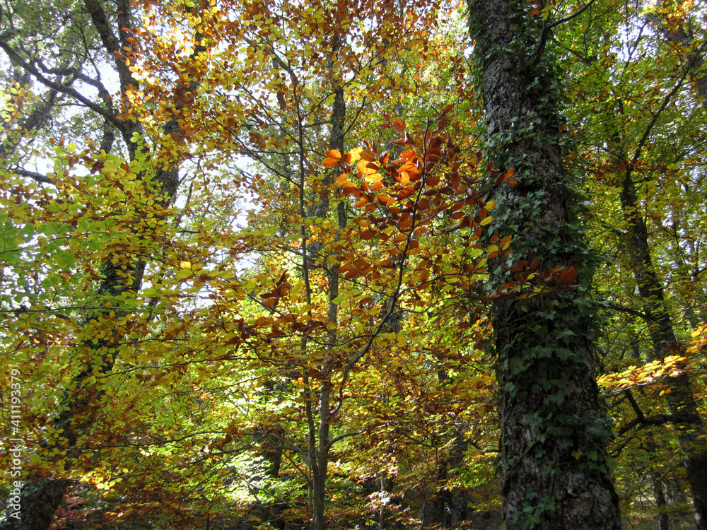 Autumn leaves in the forest